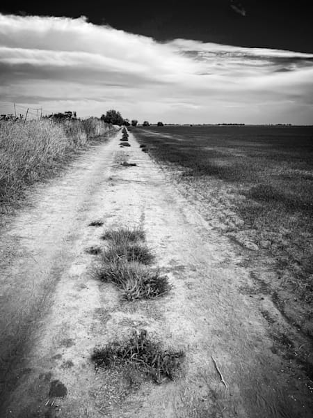 Clumps of weeds align themselves along a truck path bordering a farm in Yolo County, California.