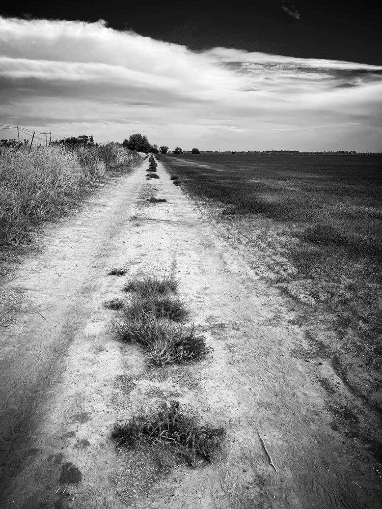 Clumps of weeds align themselves along a truck path bordering a farm in Yolo County, California.