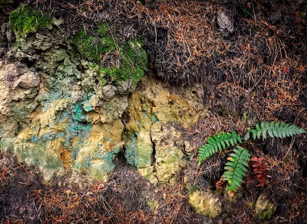 Palomarin Lichen And Fern Art | Patrick Cosgrove Art and Photography