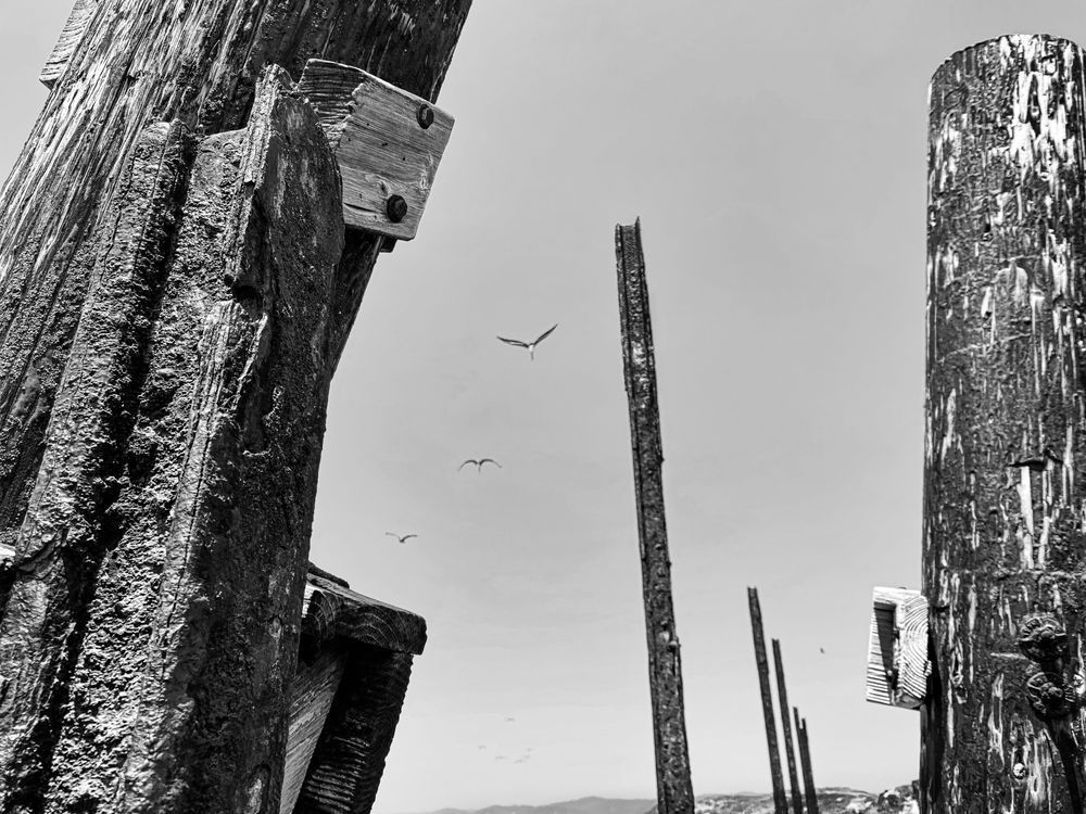 Distant Pelicans Art | Patrick Cosgrove Art and Photography