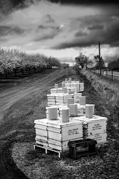 Bee boxes serve as home during the temporary location of these almond orchard pollinators.