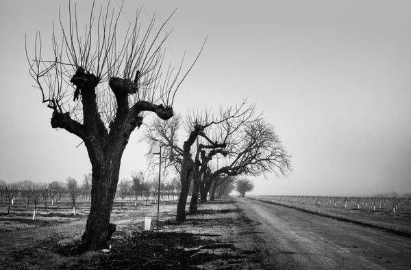 Pollarded trees trimmed back for the Winter stand ghostly in morning fog in Yolo County, California.