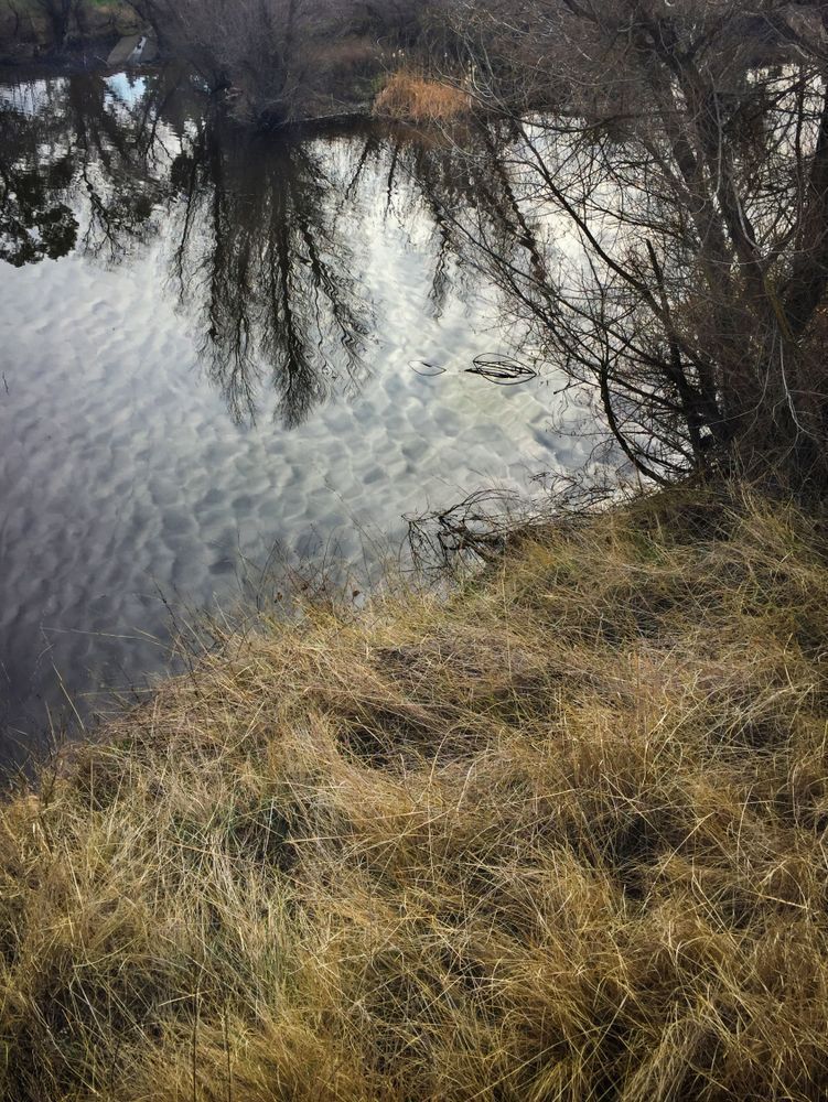 Pond Texture Art | Patrick Cosgrove Art and Photography