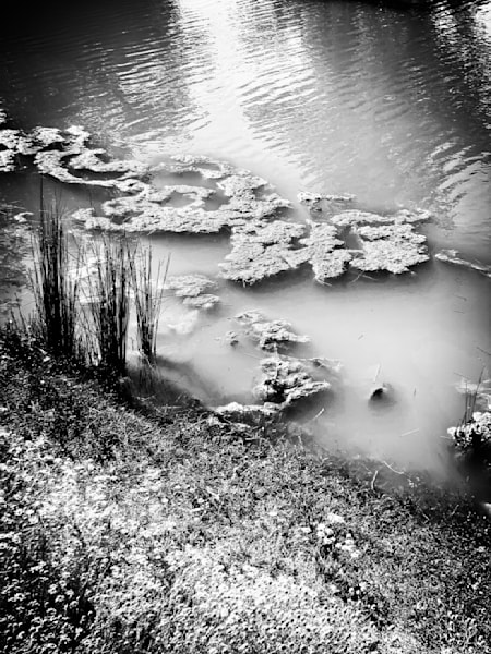 Pond plants float upon the surface of an irrigation pond at M3 Ranches in Yolo County, California.