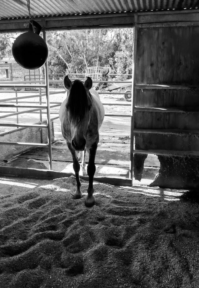 A mare returns to her stall to escape the summer heat.