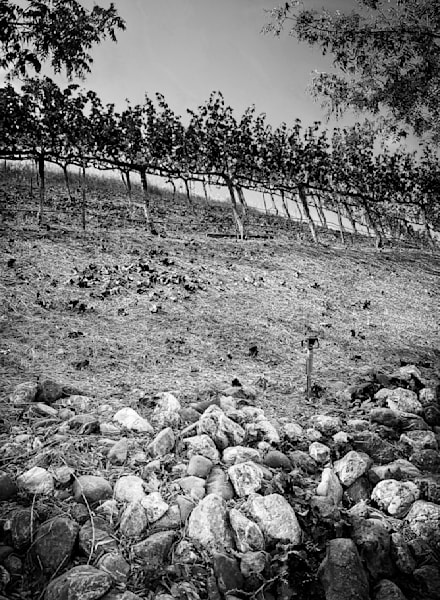 Grapevines appear to climb a hillside above a rocky soil retainer.