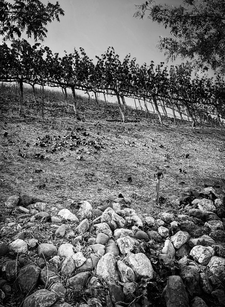 Grapevines appear to climb a hillside above a rocky soil retainer.
