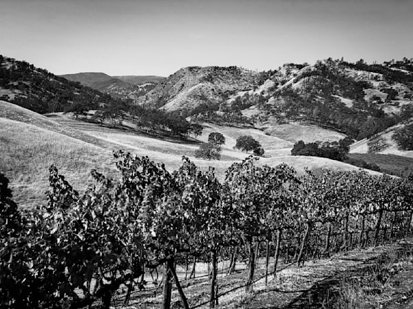 An iconic view of the California farm — the hills at Taber Ranch and Vineyards in Yolo County.