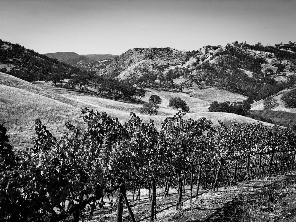 An iconic view of the California farm — the hills at Taber Ranch and Vineyards in Yolo County.