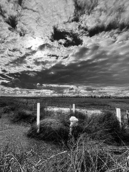 Woodland Stormy Sky No.1 Art | Patrick Cosgrove Art and Photography
