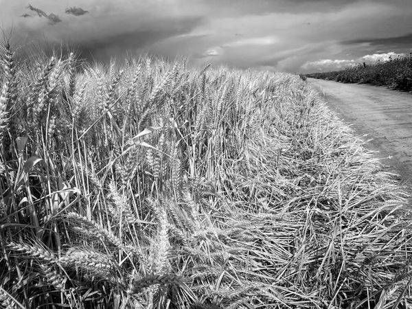 Winter wheat curls like a wave along a tractor's path in Yolo County, California.
