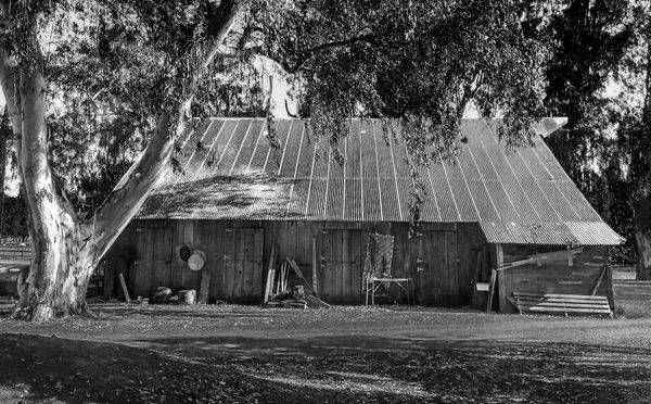 A eucalyptus towers over a sun-baked barn roof in Winters, Yolo County, California.