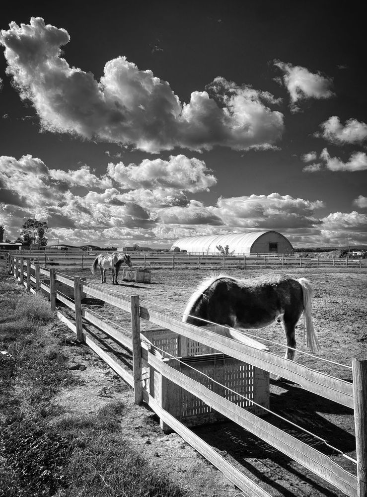 Two horses are turned out in their paddock at the Therapeutic Riding and Off-Track Rehabilitation ranch in Woodland, Yolo County, California.