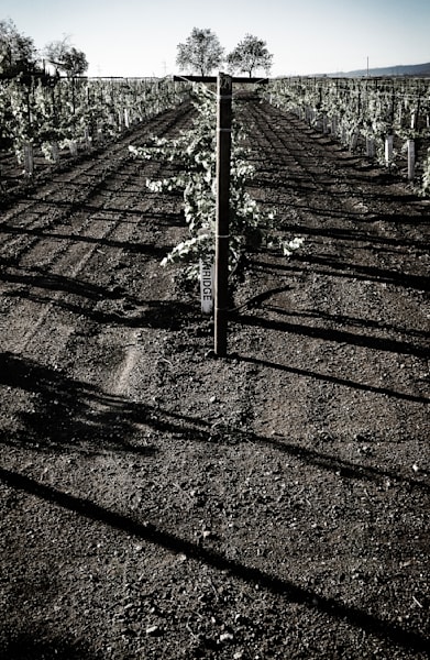 The near-symmetry of rows of grapevines throws morning shadows at Grindstone Winery.