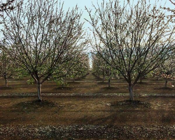 Colusa Almond Blossoms Art | Patrick Cosgrove Art and Photography