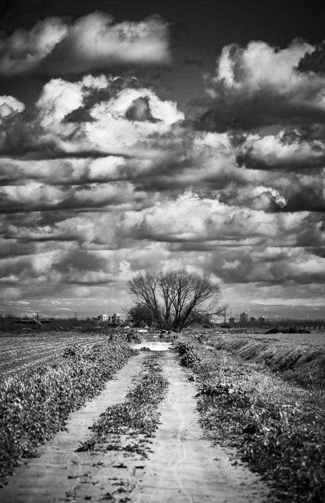 A muddy truck path dries beneath partly cloudy skies after a Spring storm in Yolo County, California.