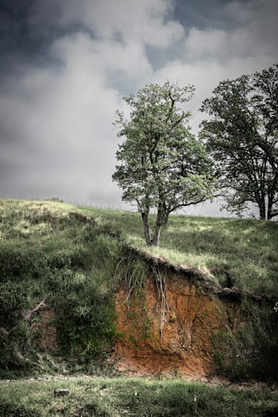 A gully that winds through Pete's Valley Cattle has washed out the bank that no longer enclosed the tree roots that still cling to life.