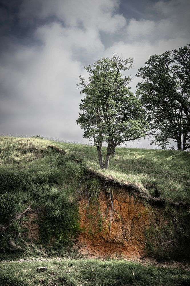 A gully that winds through Pete's Valley Cattle has washed out the bank that no longer enclosed the tree roots that still cling to life.