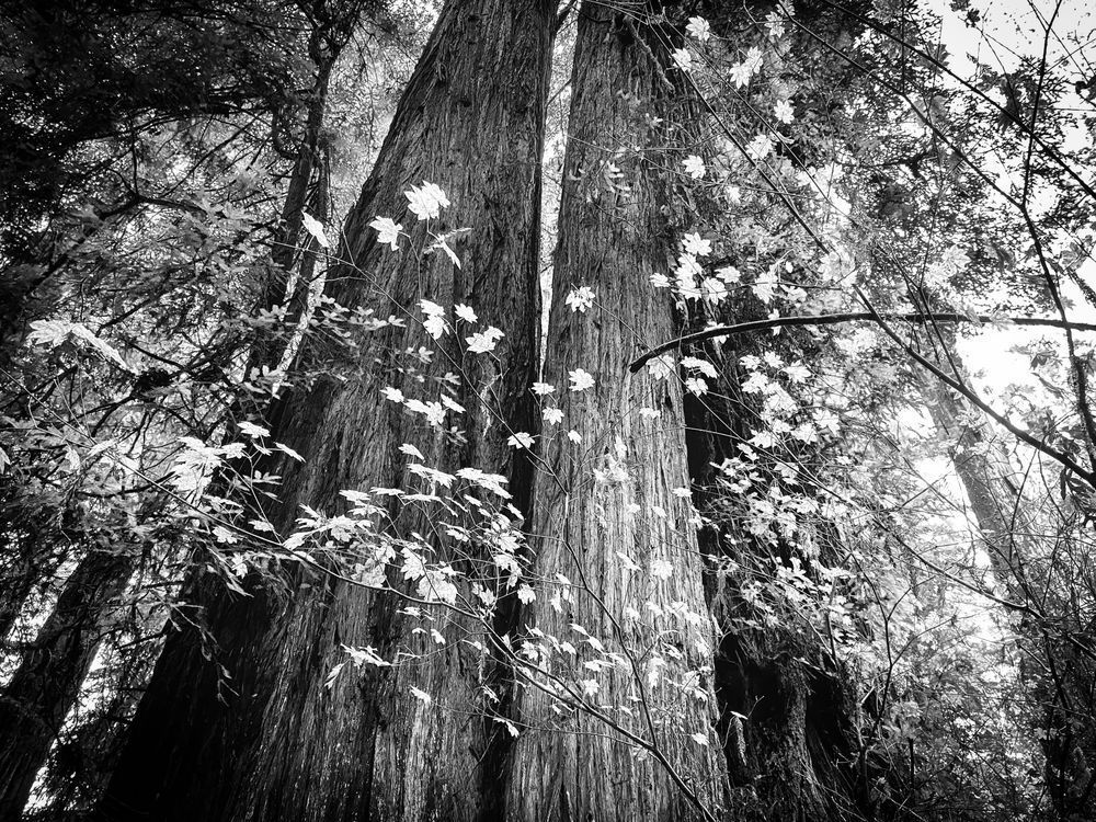 Big Leaf maples are dwarfed by towering redwood trunks in Prairie Creek Redwoods State Park.