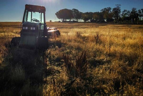 A mudbound tractor lets the morning sun pass through its windshield at Grindstone Winery.