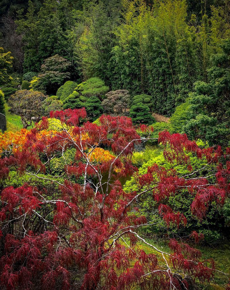 Japanese Tea Garden No.2 Art | Patrick Cosgrove Art and Photography