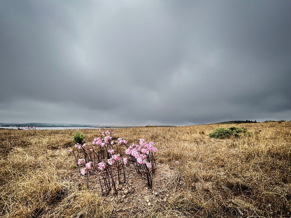 Drake's Estero No.1 Art | Patrick Cosgrove Art and Photography