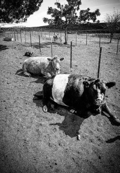 Two cows and a newborn calf rest beneath the intense Central Valley sun at Pheasant Trek Ranch, Yolo County.