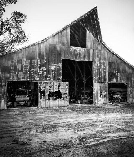 The morning sun backlights a weathered barn at Rominger Brothers Farm, Yolo County.
