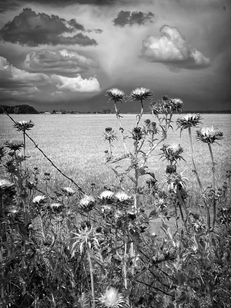 Thistle blooms rise above a winter wheat field as storm clouds pass through Yolo County, California.