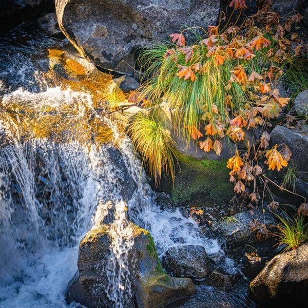 Early fall colors appear along the Upper Falls of the McCloud River in California.siskiyou, siskiyou-county, McCloud, McCloud-river, McCloud-falls, california-landscape, fall-color, california-fall-color, Shasta-Trinity-National-Forest, Klamath-Nati