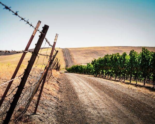 A barbed wire fence keeps cattle away from the vineyards at Zamora Hills Ranch.