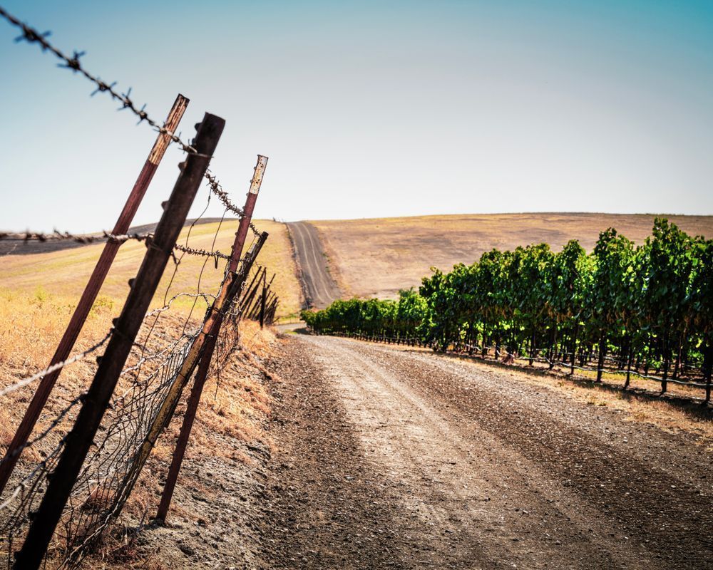 A barbed wire fence keeps cattle away from the vineyards at Zamora Hills Ranch.