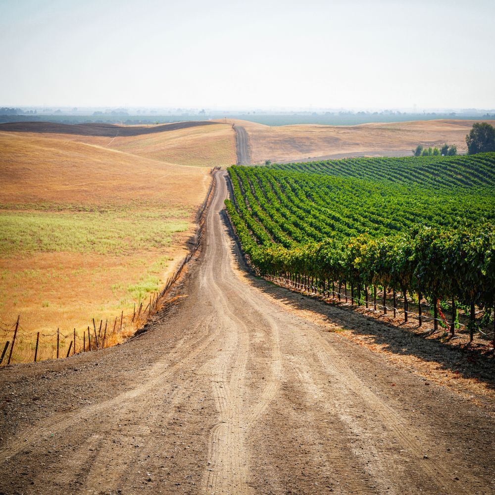 A service road recedes into the hillside along the edge of the Zamora Hills Ranch vineyards.