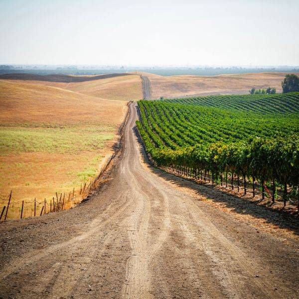 A service road recedes into the hillside along the edge of the Zamora Hills Ranch vineyards.