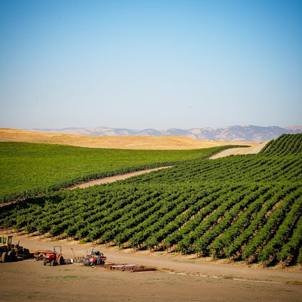 Countless rows of grapevines and other crops recede toward the distant Coastal Range.