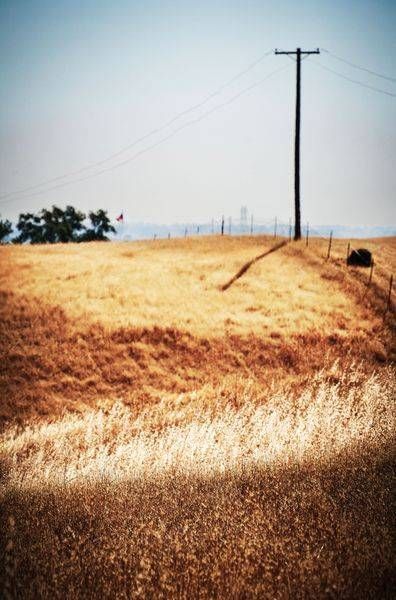 Dried hills at the end of summer seem to glow beneath a power pole at Zamora Hills Ranch.