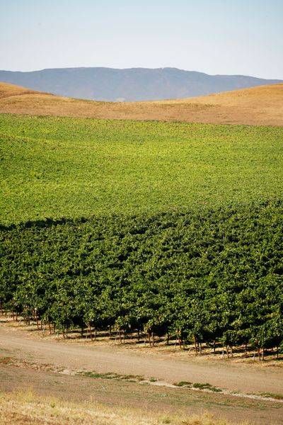 zamora-hills-ranch, yolo-county, ag, agriculture, vineyard, ranch, farm, california-landscape