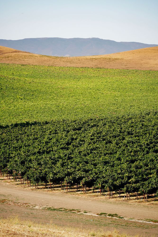 zamora-hills-ranch, yolo-county, ag, agriculture, vineyard, ranch, farm, california-landscape