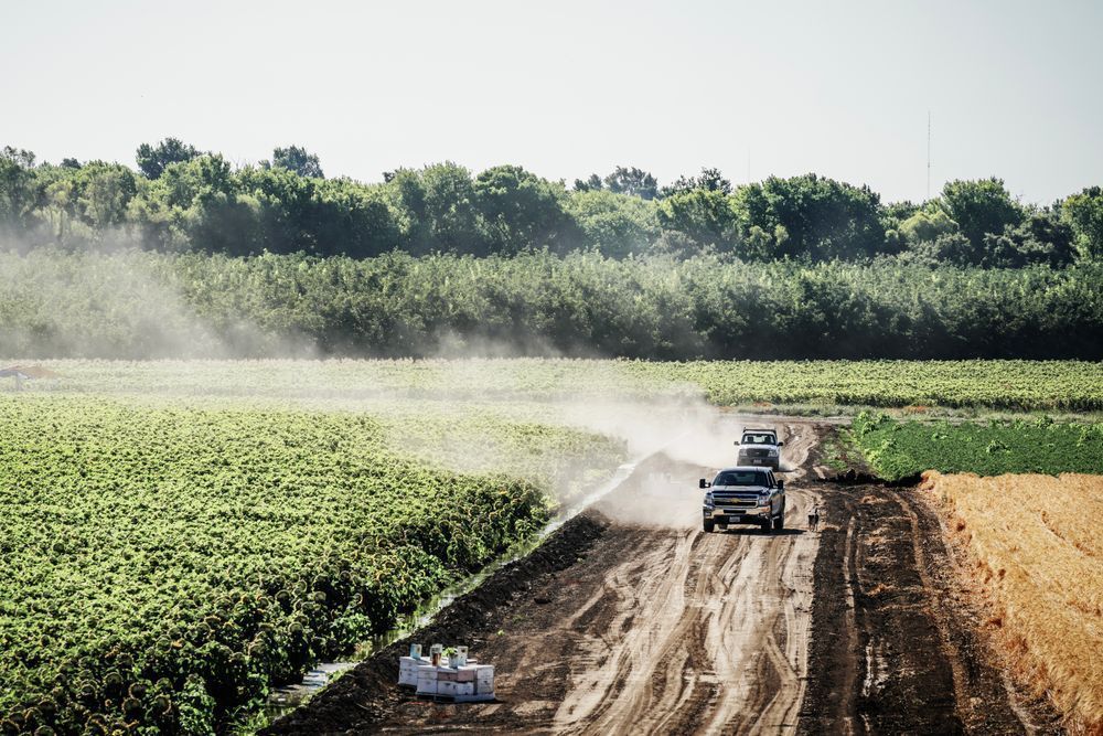 Farm workers' trucks patrol the fields of row crops in the early morning light of Yolo County, California.