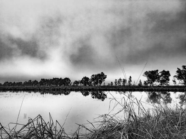 Yolo County Farm Pond With Trees Art | Patrick Cosgrove Art and Photography