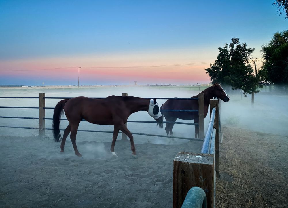 Turned out horses at Sugarland Ranch in Woodland, California, stir up the dust backlit by a sunset sky.