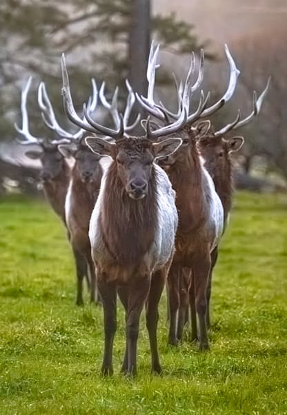 Elk Alignment