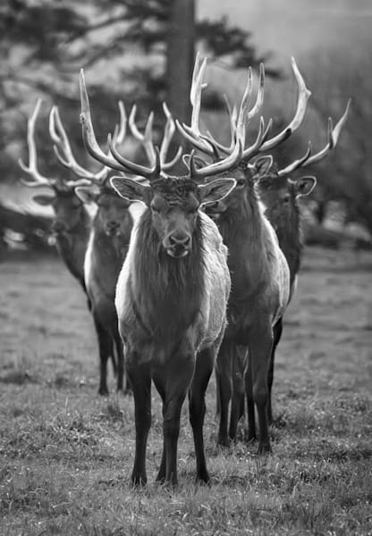 Elk Alignment BnW
