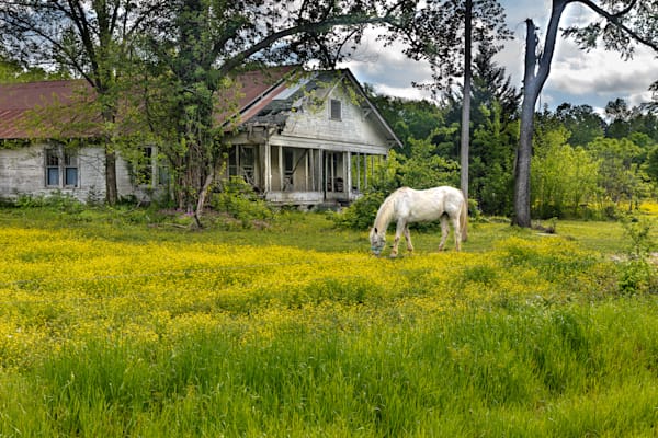 Horse in Yellow