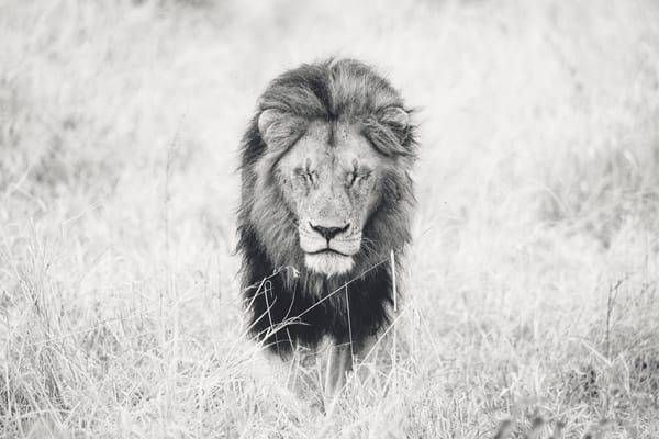 Black & White Wildlife