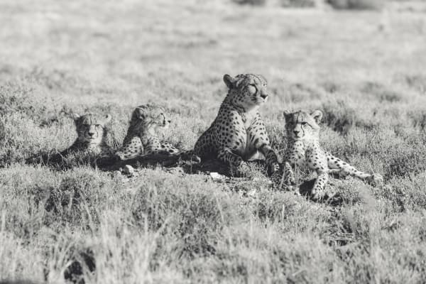 Wildlife Families