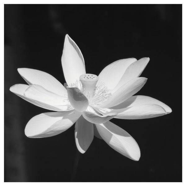 Black and White
