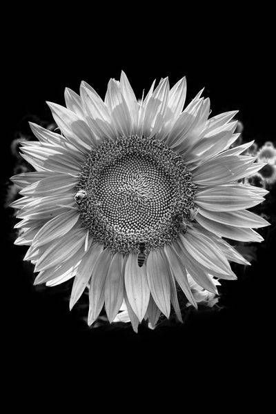 Black and White