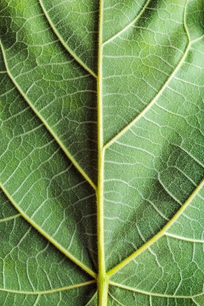 Catalpa Leaf Art | Tim McGuire Fine Art