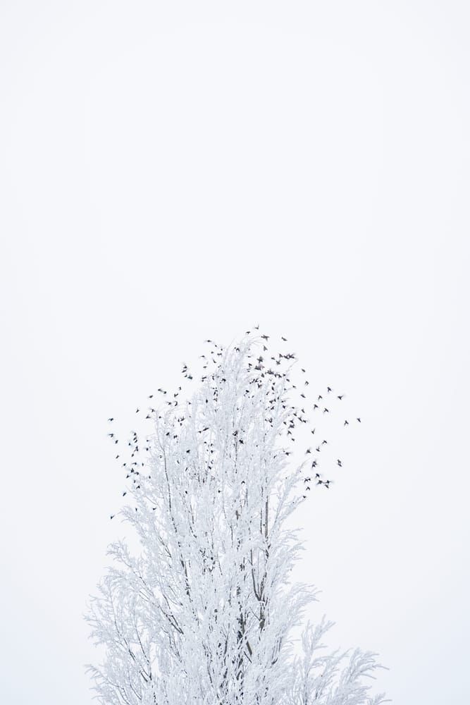 freezing, fog, birds, blurred, motion, photography